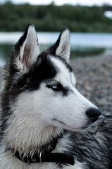 portrait of a siberian husky