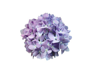 Pastel violet and light pink Hydrengea blossom flower as circle shape on isolate white background.