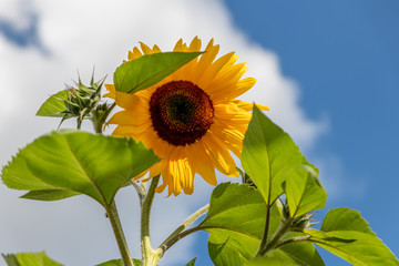 Riesige gelbe Sonnenblume ragt in den blauen Himmel empor und zeigt die Kraft der Sonne für...