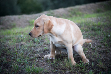 labrador cucciolo