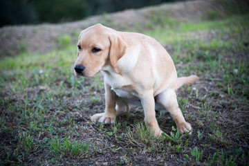 labrador