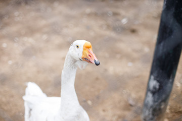 Naklejka na ściany i meble geese behind the fence. close-up portrait of a goose