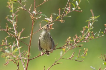 Obraz premium little bird calling for his mother for food