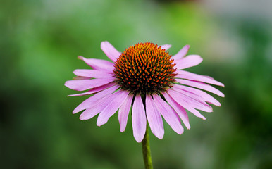 Pink echinacea
