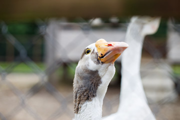 geese behind the fence. close-up portrait of a goose