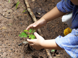 hand holding young tree for planting. concept eco earth day