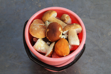 many edible mushrooms in a pink bucket. great gourmet dinner