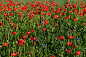 close up of red poppy flowers in a field