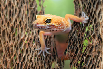 close up photo of a leopard gecko