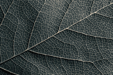 Abstract black and white leaf texture for background on black isolated background