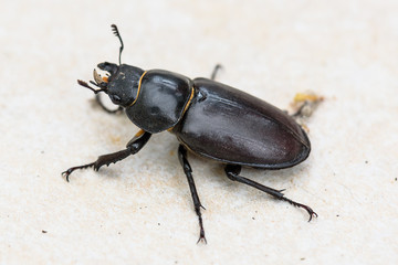 Big female stag beetle Lucanus cervus on terrace tiles.