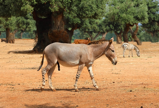 Zebroid male walk during the golden light time