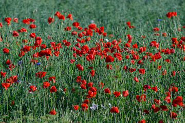 close up of red poppy flowers in a field