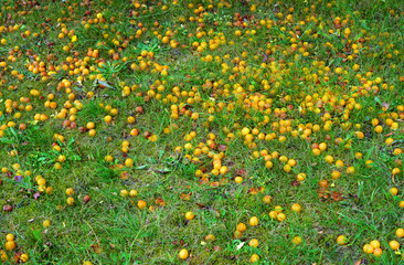 hundreds of mirabelle plum on the green grass in the garden