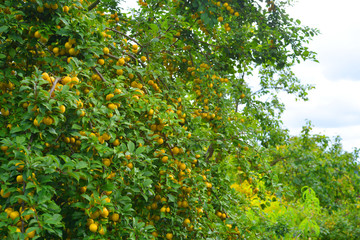 Mirabelle tree with tasty yellow plums outdoor in the nature