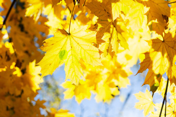 Fototapeta na wymiar fall maple leaves