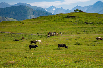 Cows graze on green Alpine meadows high in the mountains, healthy food and ecology concept