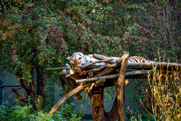 A big tiger having rest on the tree in forest.