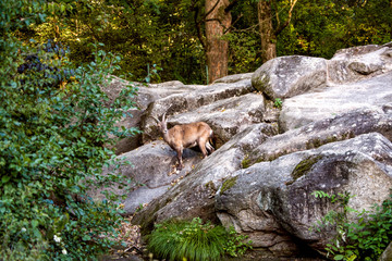 A mountain goat standing on the big rocks in the mountains.