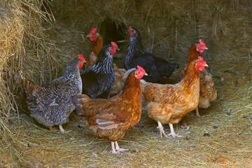 brown hen looking for food in the farm yard. Chickens. Free Range Cock and Hens
