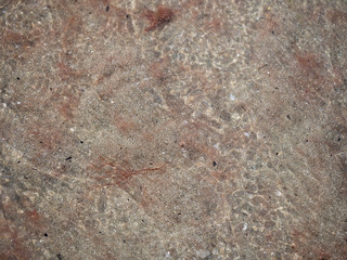 Red tide aka algal bloom washed up on beach, detail. Mediterranean sea off the Italian coast.