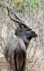 Nyala Bull profile