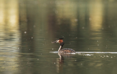 Haubentaucher im Abendlicht