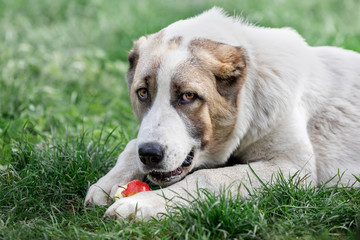 Young Central Asian Shepherd dog laying on the green grass and eats red apple