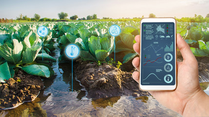 Farmer holds a smartphone on a background of a field with a cabbage plantations. Agricultural...