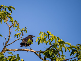 Fototapeta premium corneille