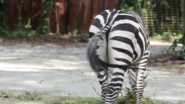 Zebra is Wagging his tail while eating food