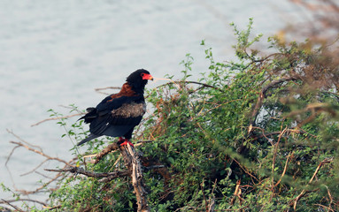 Bataleur Eagle