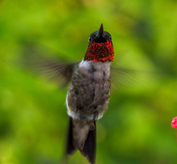 hummingbird 