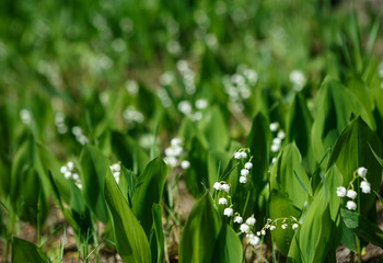 may-lily in the green field blooming in spring