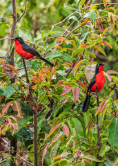 Black-Headed Gonolek, Uganda, Africa