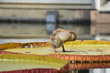Baby duck standing on a giant lily pad