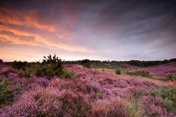 dramatic sunset over blossoming heather hills