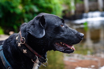 labrador dogportrait cute dog dogmodel