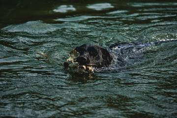 Fototapeta premium labrador water dog cute dogmodel