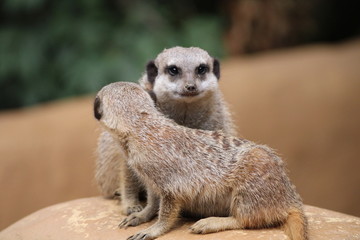 Fototapeta premium Meerkats in Pécs Zoo, Hungary