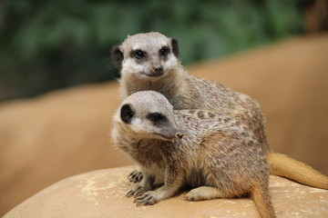 Fototapeta premium Two meerkats in Pécs Zoo, Hungary