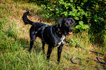 dog black labrador cute dogmodel