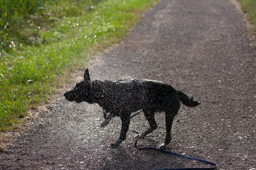 dog black labrador cute dogmodel