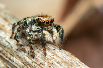 Image of jumping spiders (Salticidae) on a natural background., Insect. Animal.