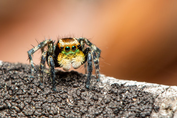 Image of jumping spiders (Salticidae) on a natural background., Insect. Animal.