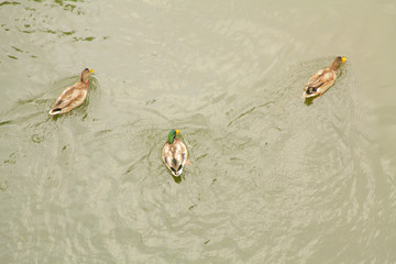 nmice many ducks swim in the lake in the city Park