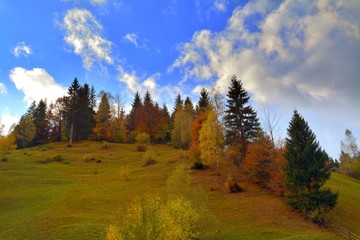 Landscape with trees yellowed on the mountain