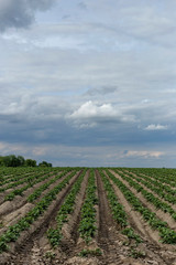 Fototapeta na wymiar furrows with young shoots of potato close-up as a natural background