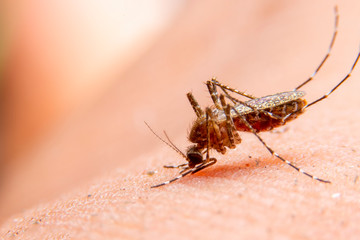 Striped mosquitoes are eating blood on human skin. Mosquitoes are carriers of dengue fever and malaria.Dengue fever is very widespread during the rainy season.
