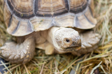 Close- up face turtle on a straw.